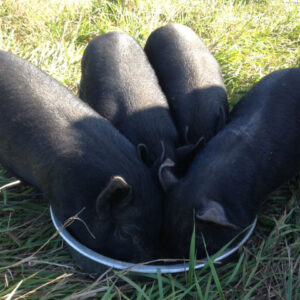 Starting a Garden and Homestead by Raising American Guinea Hogs Image